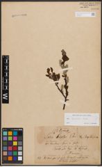 Salix bicolor Ehrh. ex Willd.